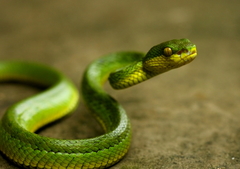 Trimeresurus albolabris