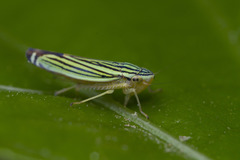 Sibovia