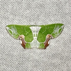 Protuliocnemis partita