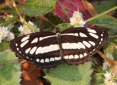 Neptis hylas varmona