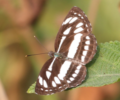 Neptis hylas varmona