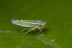 Sibovia
