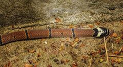 Sinomicrurus kelloggi