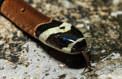 Sinomicrurus kelloggi