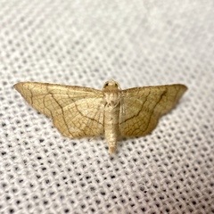 Hypolamprus ypsilon