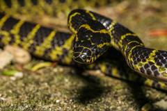 Lycodon flavozonatus