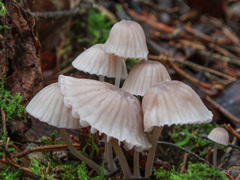 Mycena rubromarginata