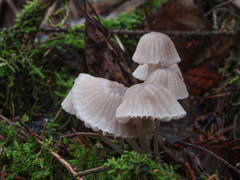 Mycena rubromarginata