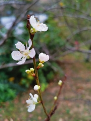 Prunus salicina