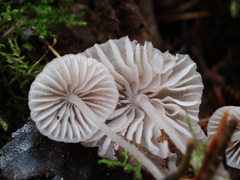 Mycena rubromarginata