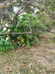 Prunus salicina