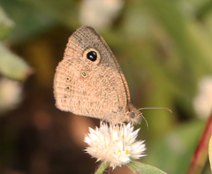 Ypthima baldus madrasa