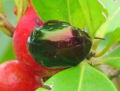 Lagochile emarginata