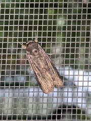 Noctuinae