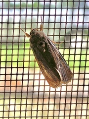 Noctuinae