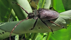 Pyrodes nitidus