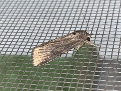 Noctuinae