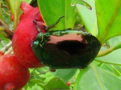 Lagochile emarginata