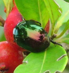 Lagochile emarginata