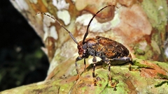 Trypanidius dimidiatus