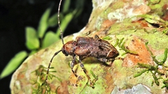 Trypanidius dimidiatus