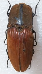 Chalcolepidius desmarestii