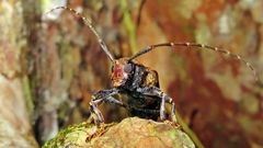 Trypanidius dimidiatus