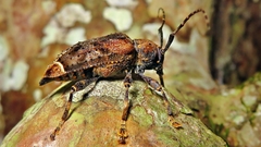 Trypanidius dimidiatus