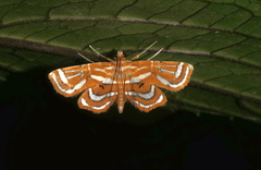 Cymoriza
