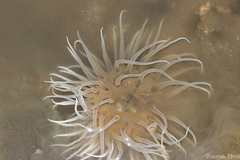 Paracondylactis sinensis