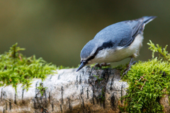 Sitta europaea europaea