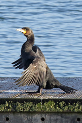 Phalacrocorax carbo
