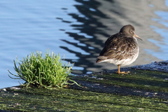 Calidris maritima