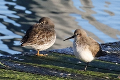 Calidris alpina
