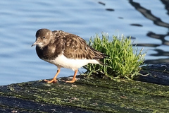 Arenaria interpres