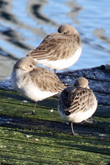 Calidris alpina