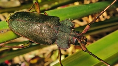 Pyrodes nitidus