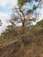 Quercus × cerrioides