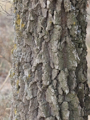 Quercus × cerrioides
