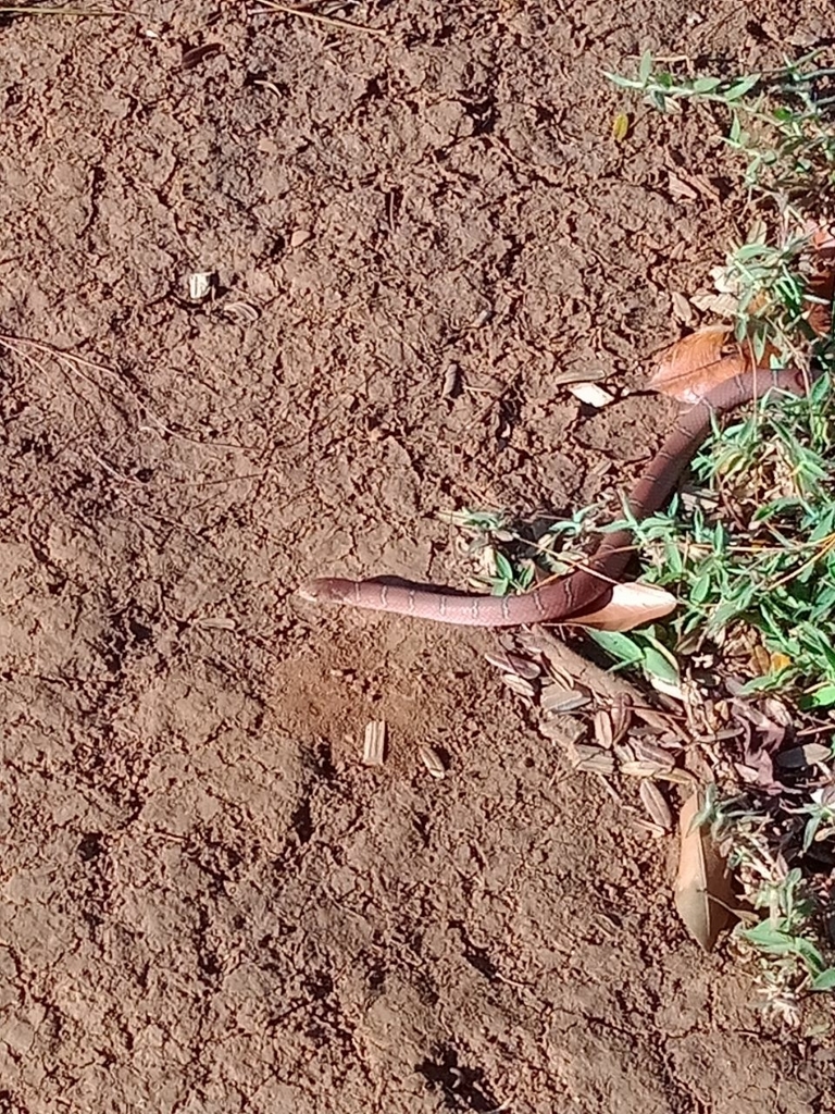 Cambodian Kukri Snake