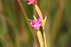 Disperis paludosa