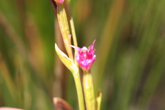 Disperis paludosa