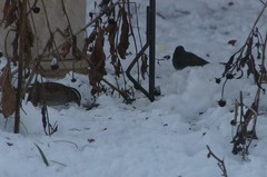 Zonotrichia albicollis