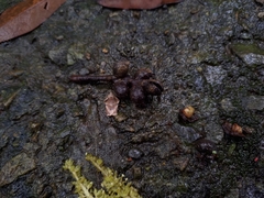 Homona spargotis