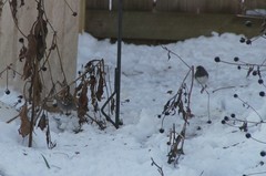 Zonotrichia albicollis