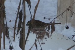 Zonotrichia albicollis