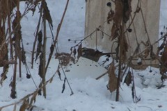 Zonotrichia albicollis