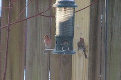 Haemorhous mexicanus