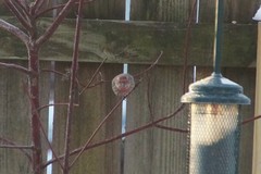 Haemorhous mexicanus