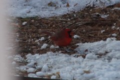 Cardinalis cardinalis